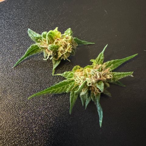 Apple Fritter growlog timeline photo