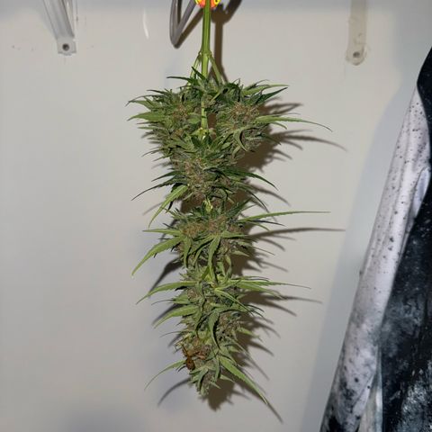 Apple Fritter growlog timeline photo