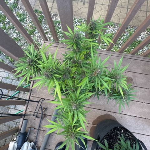 Apple Fritter growlog timeline photo
