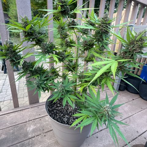 Apple Fritter growlog timeline photo