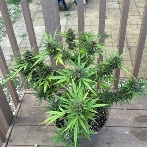 Apple Fritter growlog timeline photo