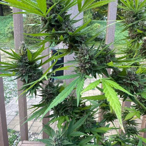 Apple Fritter growlog timeline photo