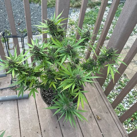 Apple Fritter growlog timeline photo