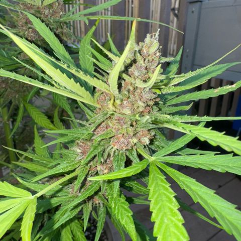 Apple Fritter growlog timeline photo