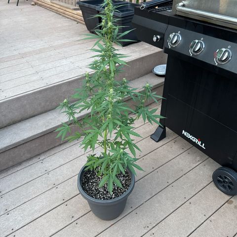 Apple Fritter #2 growlog timeline photo