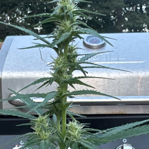 Apple Fritter #2 growlog timeline photo