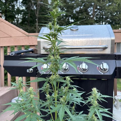 Apple Fritter #2 growlog timeline photo