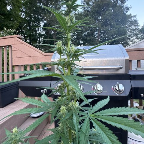 Apple Fritter #2 growlog timeline photo