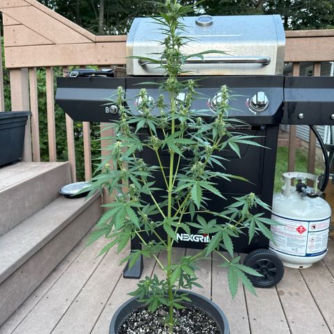 Apple Fritter #2 growlog timeline photo