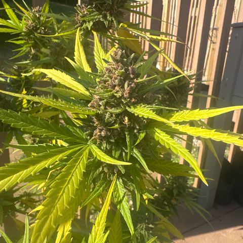 Apple Fritter growlog timeline photo
