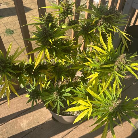 Apple Fritter growlog timeline photo