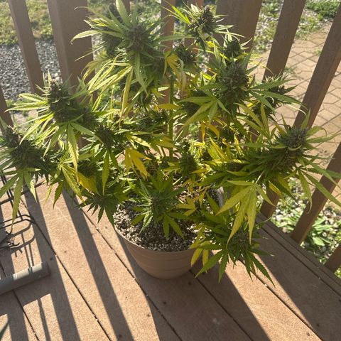 Apple Fritter growlog timeline photo