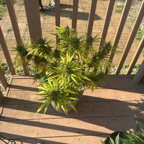 Apple Fritter growlog timeline photo