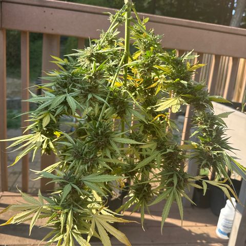 Apple Fritter growlog timeline photo