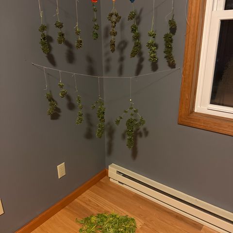 Apple Fritter growlog timeline photo
