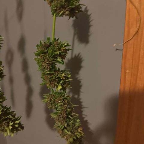 Apple Fritter growlog timeline photo