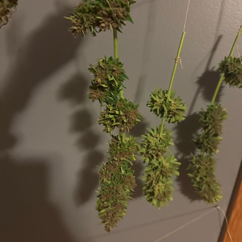 Apple Fritter growlog timeline photo