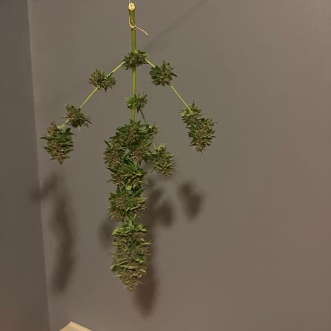Apple Fritter growlog timeline photo