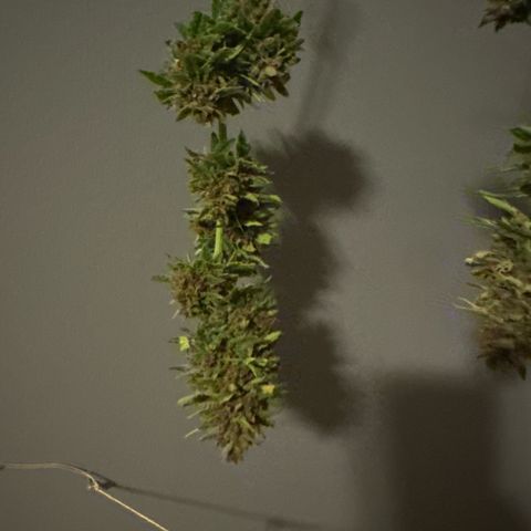 Apple Fritter growlog timeline photo