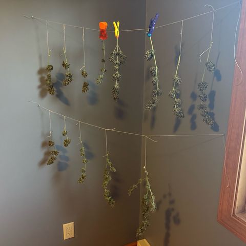 Apple Fritter growlog timeline photo