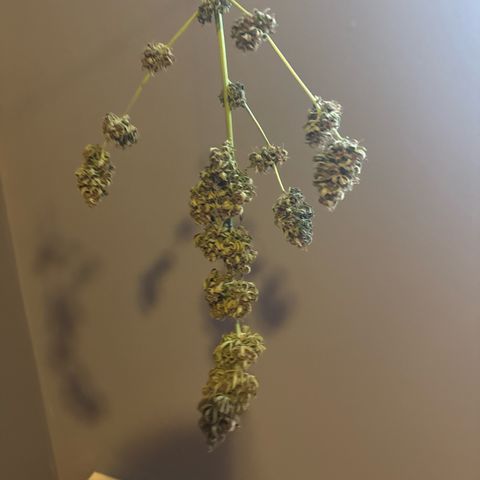 Apple Fritter growlog timeline photo