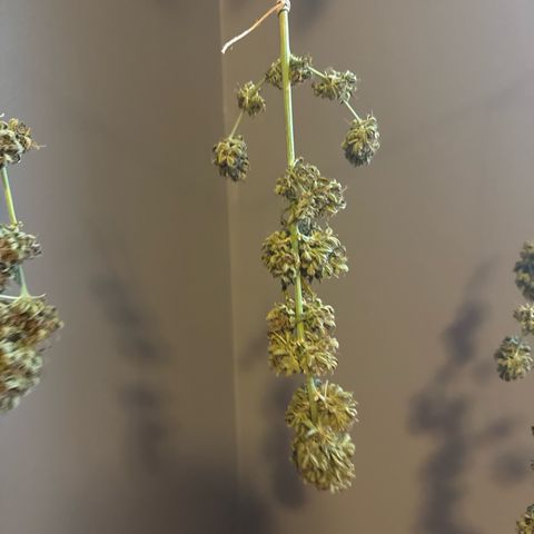 Apple Fritter growlog timeline photo