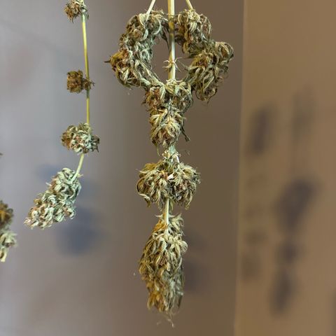 Apple Fritter growlog timeline photo