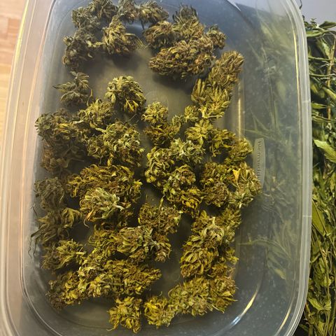 Apple Fritter growlog timeline photo
