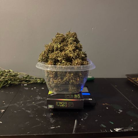Apple Fritter growlog timeline photo