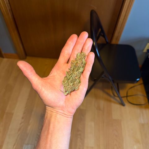 Apple Fritter growlog timeline photo