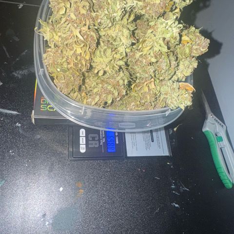 Apple Fritter growlog timeline photo