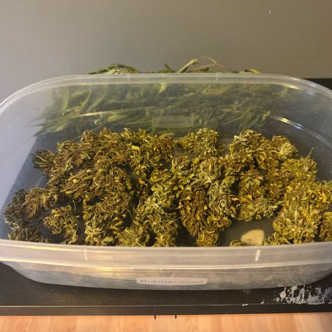 Apple Fritter growlog timeline photo