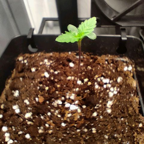 Do-Sweet-Dos growlog timeline photo