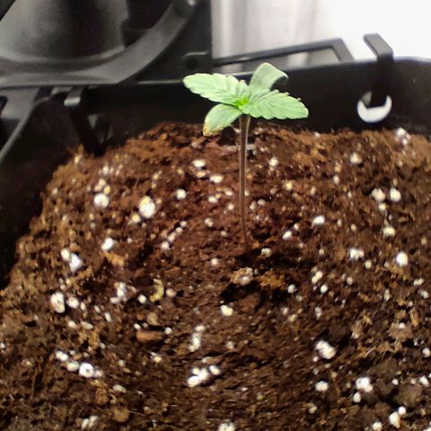 Crystal Candy growlog timeline photo