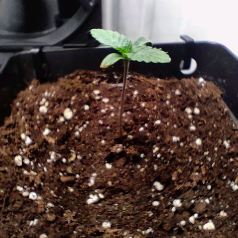 Crystal Candy growlog timeline photo