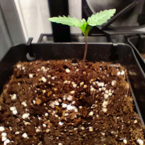 Do-Sweet-Dos growlog timeline photo