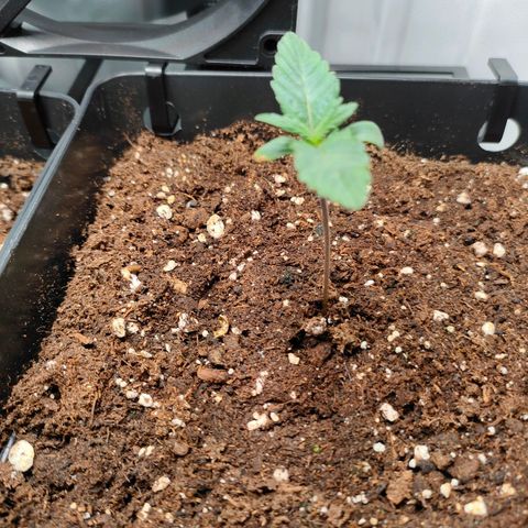 Crystal Candy growlog timeline photo