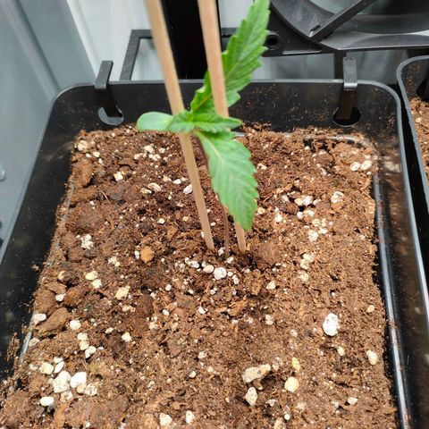 Do-Sweet-Dos growlog timeline photo