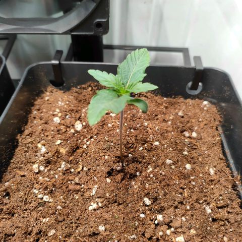 Crystal Candy growlog timeline photo