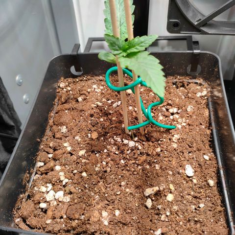 Do-Sweet-Dos growlog timeline photo