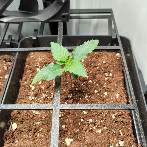 Crystal Candy growlog timeline photo