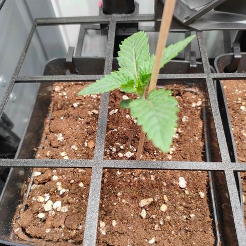 Do-Sweet-Dos growlog timeline photo