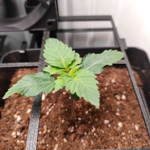 Crystal Candy growlog timeline photo