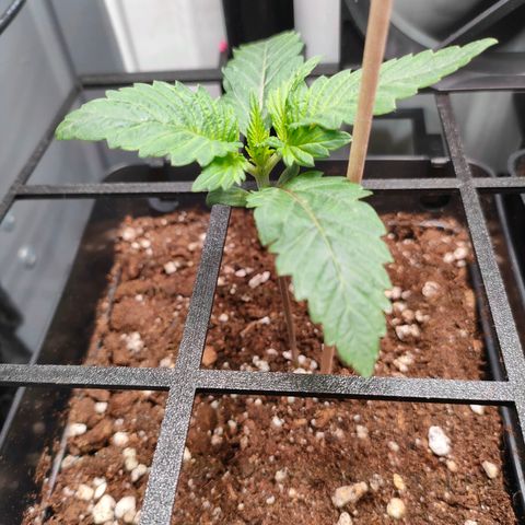Do-Sweet-Dos growlog timeline photo