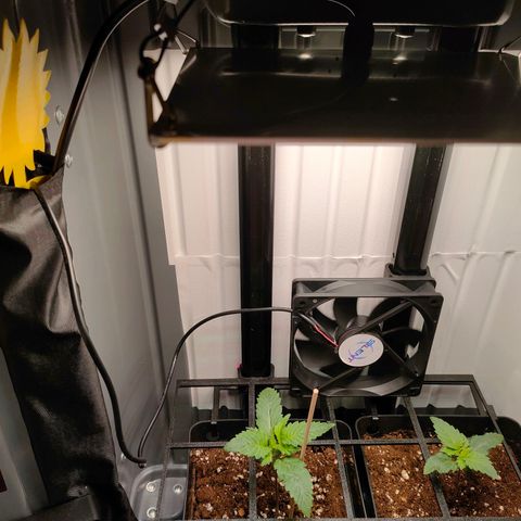 Do-Sweet-Dos growlog timeline photo