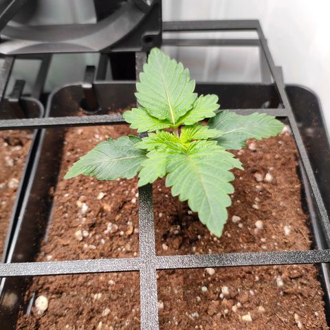 Crystal Candy growlog timeline photo