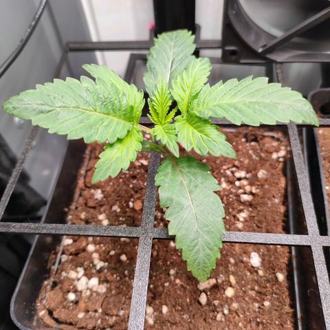 Do-Sweet-Dos growlog timeline photo
