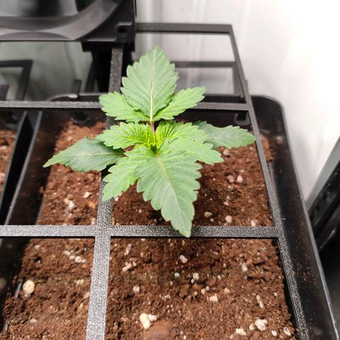 Crystal Candy growlog timeline photo