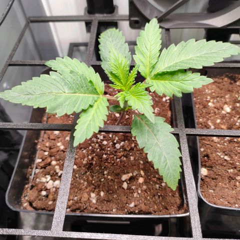 Do-Sweet-Dos growlog timeline photo