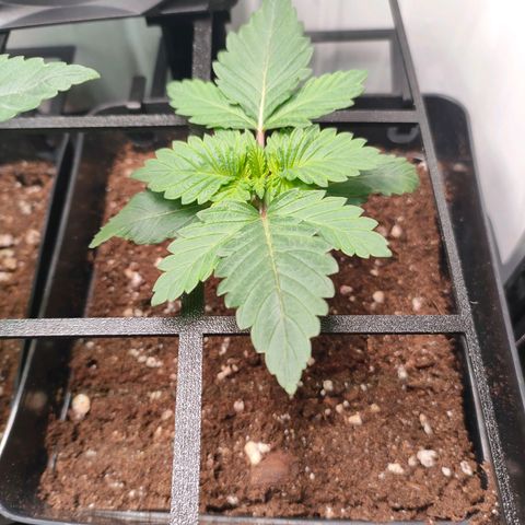 Crystal Candy growlog timeline photo
